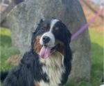 Small #4 Bernese Mountain Dog