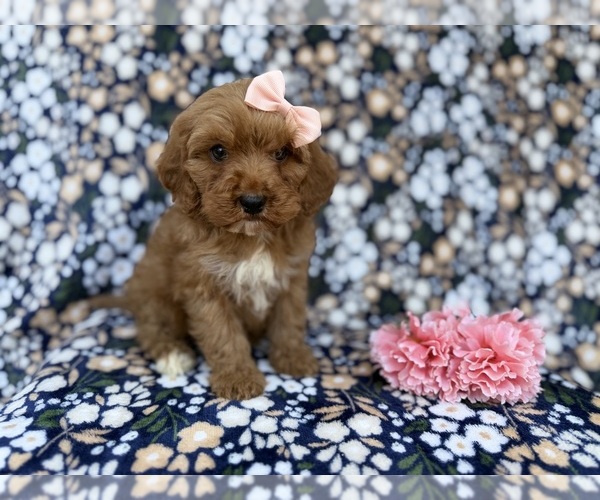 Medium Photo #3 Cavapoo (Miniature) Puppy For Sale in LAKELAND, FL, USA