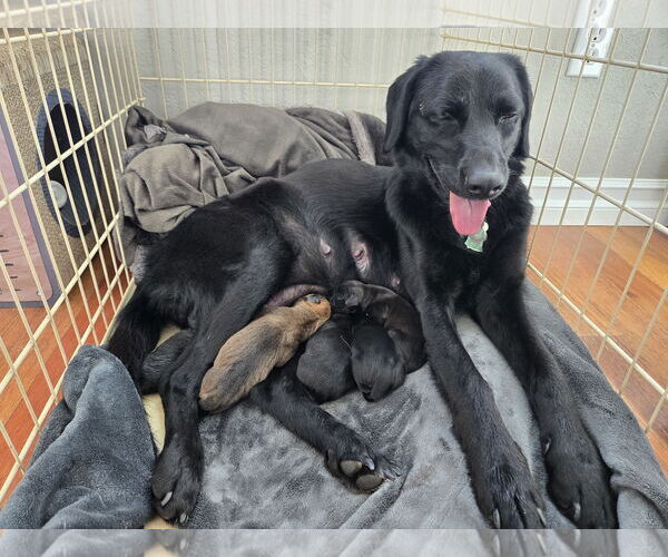 Medium Photo #3 Labrador Retriever-Unknown Mix Puppy For Sale in San Diego, CA, USA
