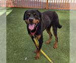 BIG G - Male Rottweiler-Unknown Mix Dog for Adoption - Small photo