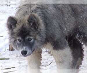 Wolf Hybrid Puppy for sale in SAINT IGNATIUS, MT, USA