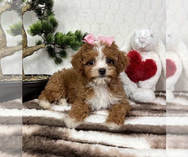 Medium Photo #3 Cavapoo (Miniature) Puppy For Sale in FRANKLIN, IN, USA