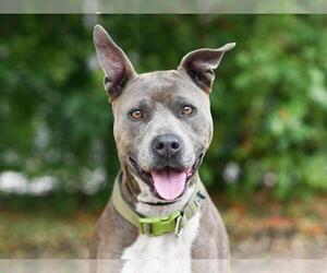 American Staffordshire Terrier-Unknown Mix Dogs for adoption in Tavares, FL, USA