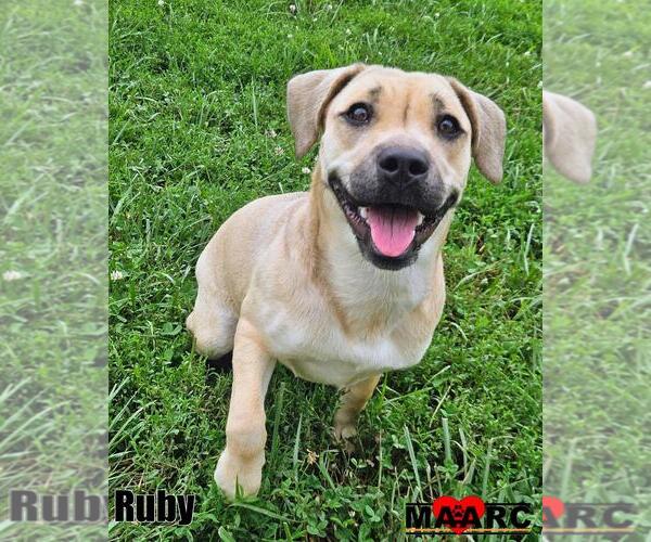 Medium Photo #1 Beagle-Black Mouth Cur Mix Puppy For Sale in Maryville, TN, USA