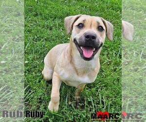 Beagle-Black Mouth Cur Mix Dogs for adoption in Maryville, TN, USA