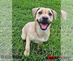 Small Beagle-Black Mouth Cur Mix