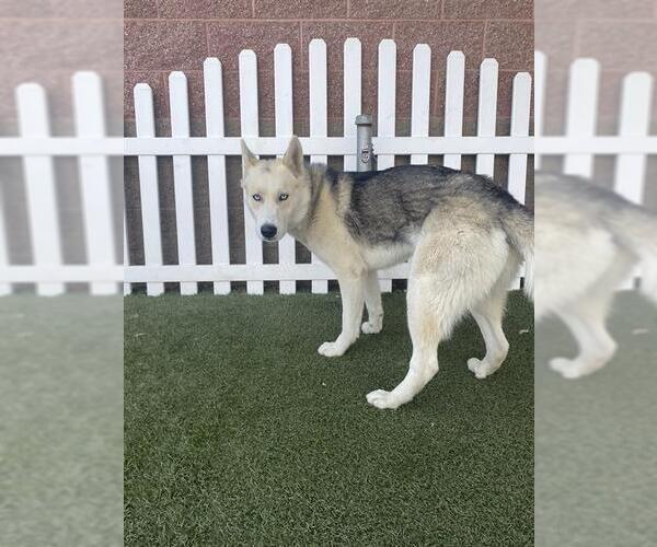 Medium Photo #1 Siberian Husky Puppy For Sale in Modesto, CA, USA