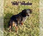Small #7 Dachshund