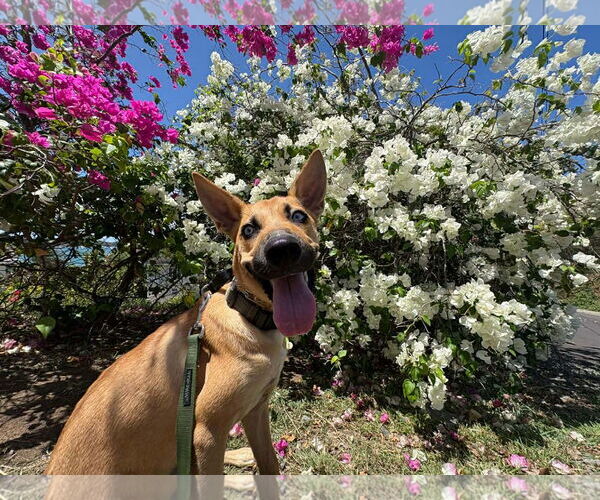 Medium Photo #2 Mutt Puppy For Sale in Pompano Beach , FL, USA