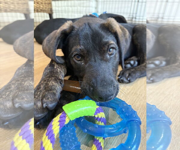 Medium Photo #3 Labrador Retriever-Unknown Mix Puppy For Sale in San Diego, CA, USA