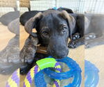 Small #2 Labrador Retriever Mix