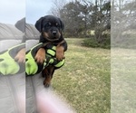 Small Rottweiler