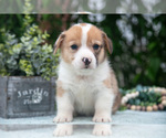 Small Photo #39 Pembroke Welsh Corgi Puppy For Sale in NEW CONCORD, OH, USA