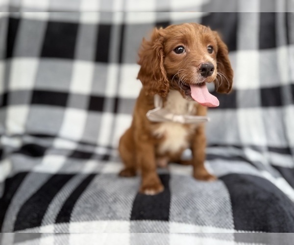 Medium Photo #6 Cavapoo (Miniature) Puppy For Sale in LAKELAND, FL, USA