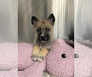 German Shepherd Dog Dogs for adoption in Rosenberg, TX, USA