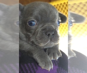 French Bulldog Litter for sale in CLEVELAND, OK, USA