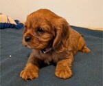 Puppy Tiger Cavalier King Charles Spaniel