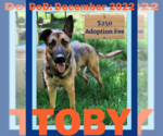 Small #1 German Shepherd Dog