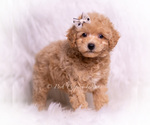Puppy Tinker Poodle (Toy)