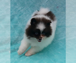 Small #35 Pomeranian
