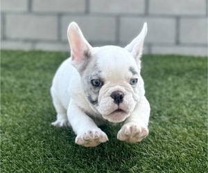 French Bulldog Puppy for sale in LAS VEGAS, NV, USA