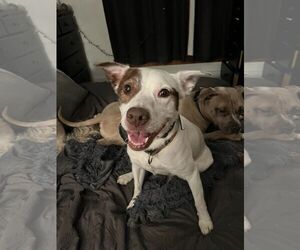 Mutt Dogs for adoption in Sheboygan, WI, USA
