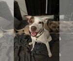Small Mutt
