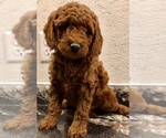 Small Photo #1 Goldendoodle-Poodle (Miniature) Mix Puppy For Sale in RANDOLPH, WI, USA