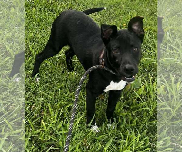 Medium Photo #1 Labrador Retriever-Unknown Mix Puppy For Sale in Pryor, OK, USA
