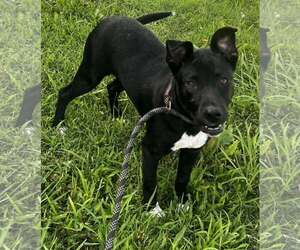 Labrador Retriever-Unknown Mix Dogs for adoption in Pryor, OK, USA