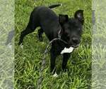 Small Labrador Retriever Mix