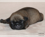 Small #3 Pug
