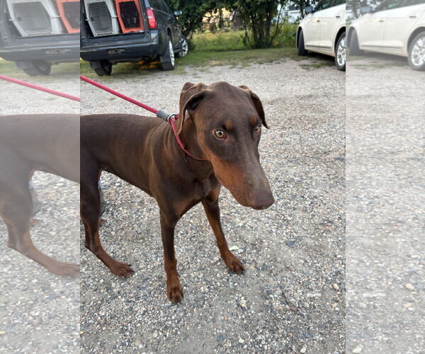 Medium Photo #3 Doberman Pinscher Puppy For Sale in Buffalo, MN, USA