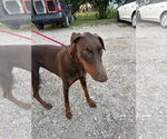Small #2 Doberman Pinscher