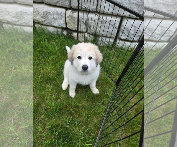 Medium Photo #1 Great Pyrenees Puppy For Sale in Croydon, NH, USA