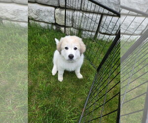 Great Pyrenees Dogs for adoption in Croydon, NH, USA