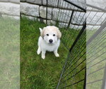Small Great Pyrenees