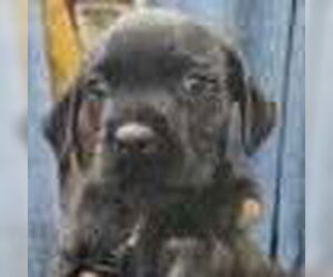 Mutt Dogs for adoption in Royal Palm Beach, FL, USA