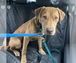Small #2 Labrador Retriever Mix