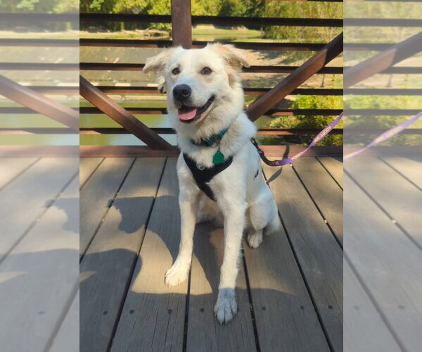 Medium Photo #7 Great Pyrenees-Unknown Mix Puppy For Sale in Dallas, TX, USA