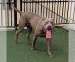 Small #3 American Pit Bull Terrier Mix