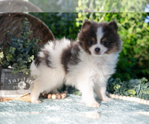 Medium Pomeranian