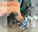 Small Photo #2 Great Dane Puppy For Sale in FLOWERY BRANCH, GA, USA