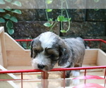 Small Photo #10 Cocker Spaniel-Poodle (Miniature) Mix Puppy For Sale in DUBARD, MS, USA