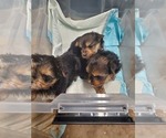 Small Photo #11 Yorkshire Terrier Puppy For Sale in BAYONNE, NJ, USA