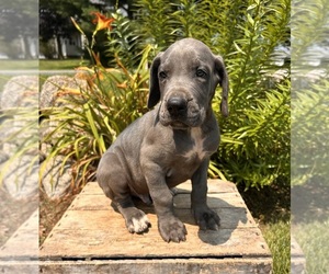 Great Dane Puppy for sale in MIDDLEBURY, IN, USA