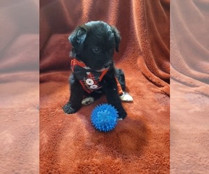Yoranian Puppy for sale in AKRON, OH, USA