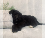 Small Photo #3 Saint Berdoodle Puppy For Sale in HILLSBORO, WI, USA