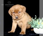 Small Photo #2 Labrador Retriever Puppy For Sale in GAP, PA, USA