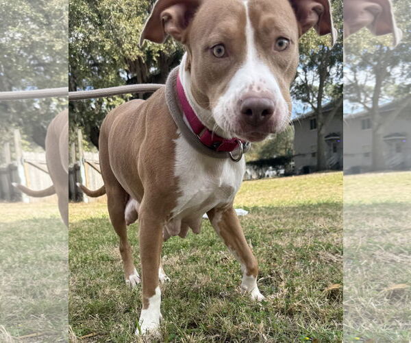 Medium Photo #2 Mutt Puppy For Sale in Sanford, FL, USA